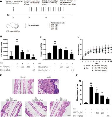 Isovitexin Inhibits Ginkgolic Acids-Induced Inflammation Through Downregulating SHP2 Activation